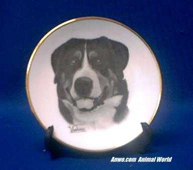 greater swiss mountain dog plate porelain